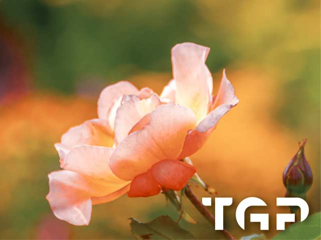 FLW002 printed glass design