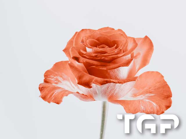 FLW003 printed glass design