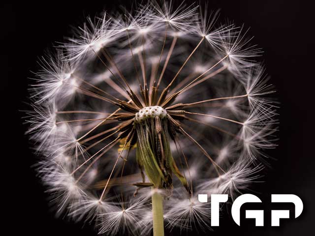 FLW004 printed glass design