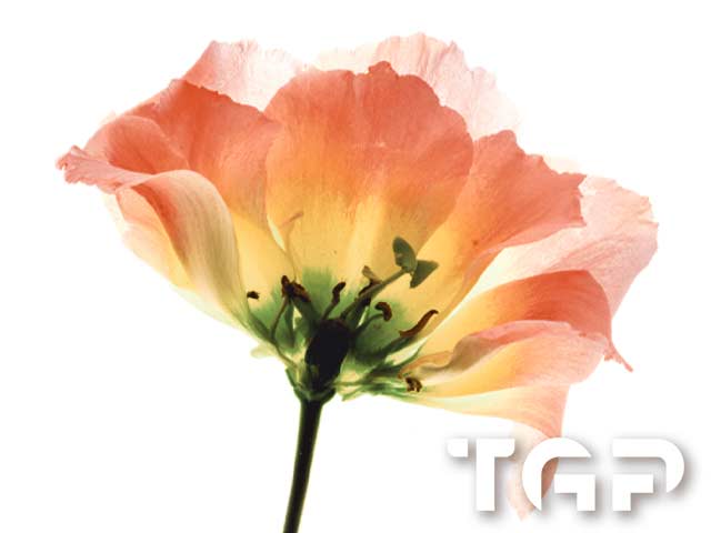 FLW006 printed glass design