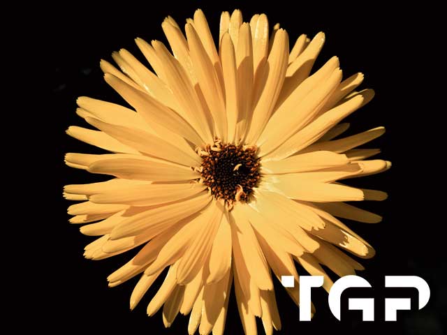 FLW007 printed glass design