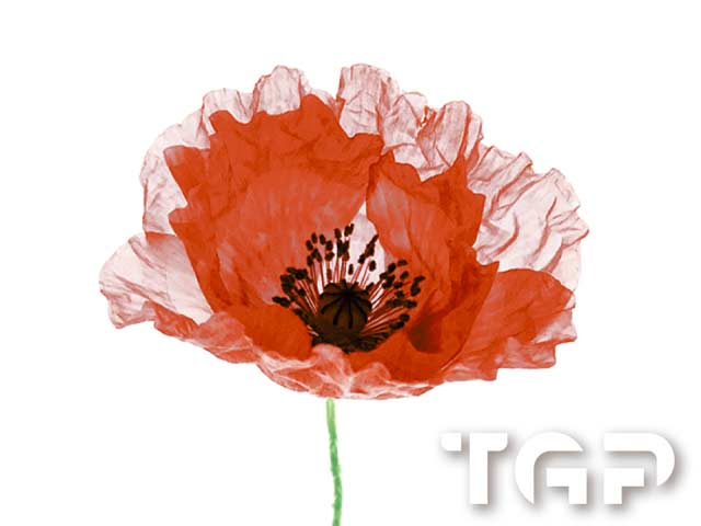 FLW008 printed glass design