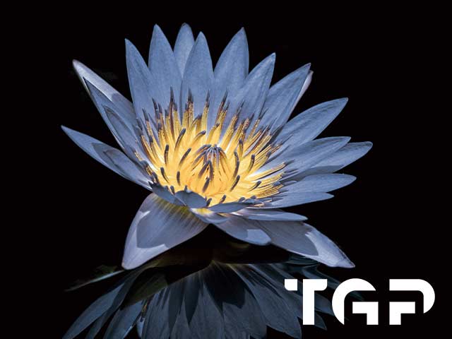 FLW009 printed glass design