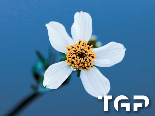 FLW012 printed glass design