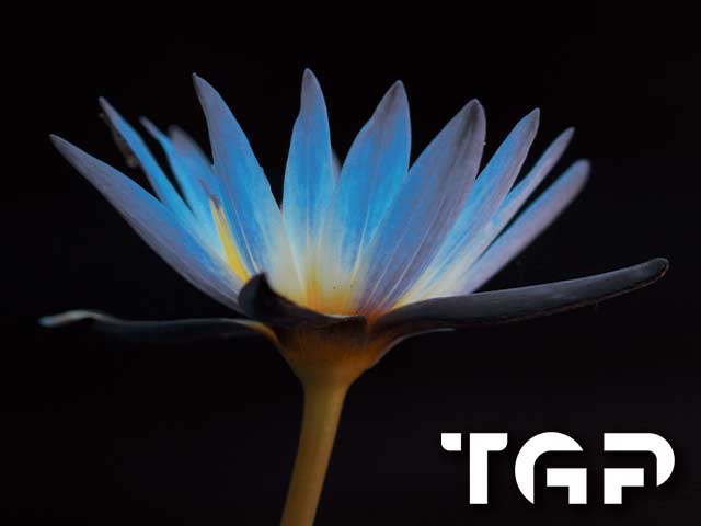 FLW013 printed glass design