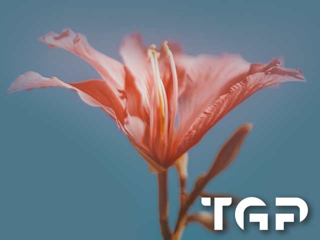 FLW014 printed glass design