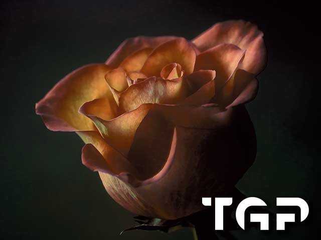 FLW015 printed glass design