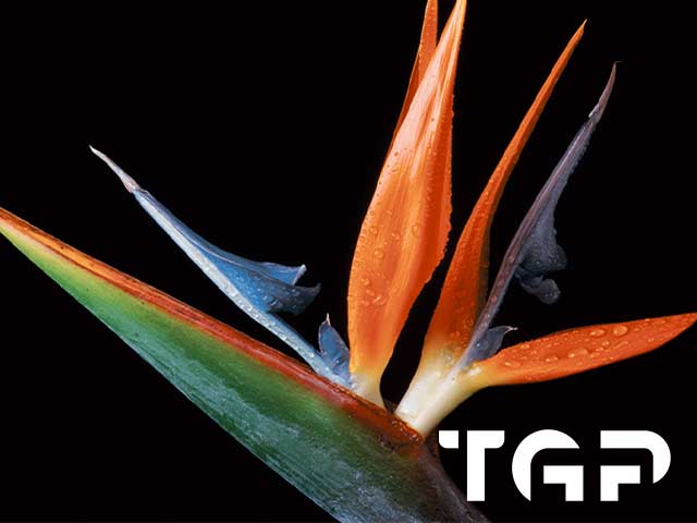 FLW016 printed glass design