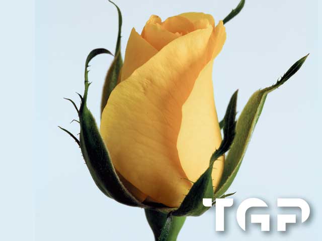 FLW017 printed glass design