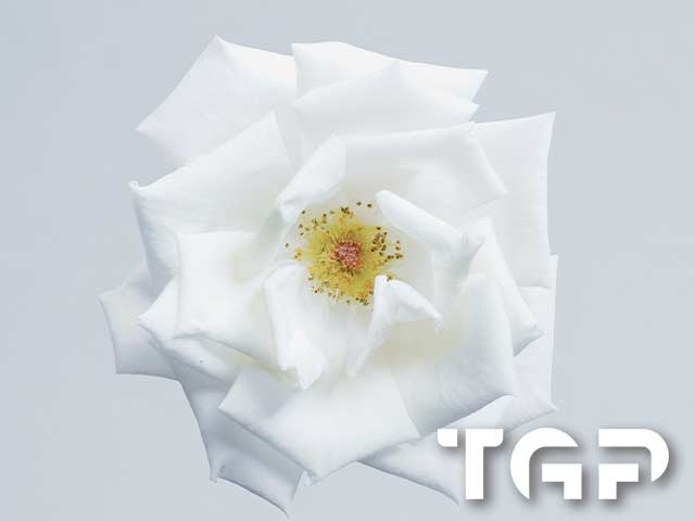 FLW019 printed glass design