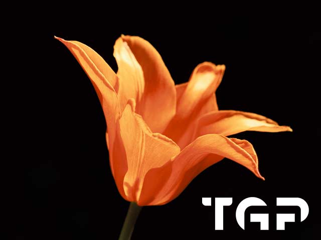 FLW020 printed glass design