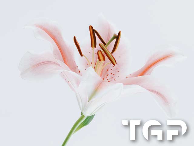 FLW024 printed glass design