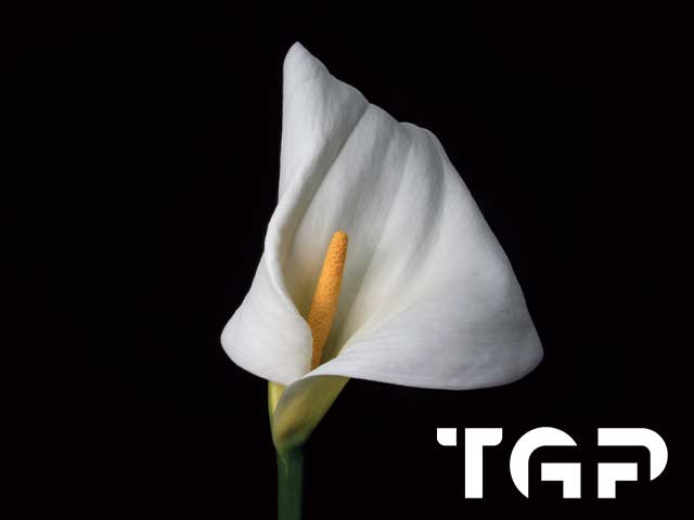 FLW025 printed glass design