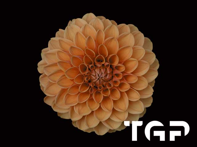 FLW028 printed glass design